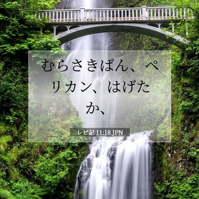 レビ記 11:18 聖書の一節の解説