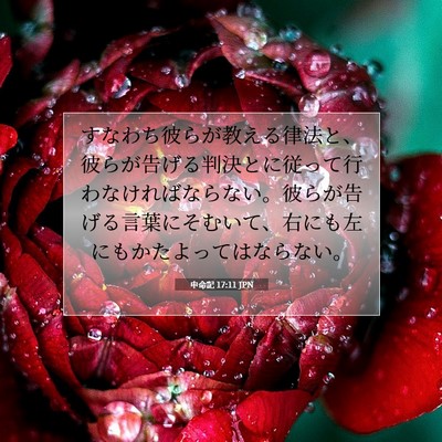 申命記 17:11 聖書の一節の解説