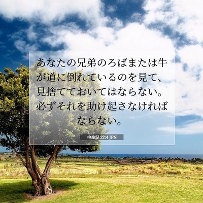 申命記 22:4 聖書の一節の解説