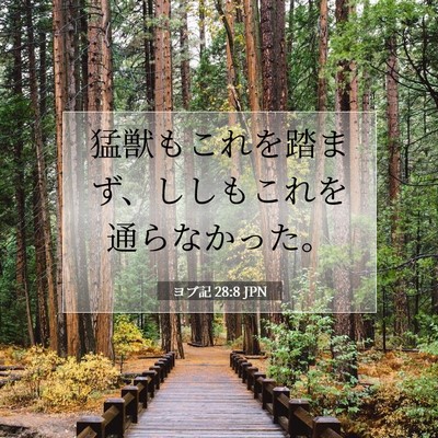 ヨブ記 28:8 聖書の一節の解説